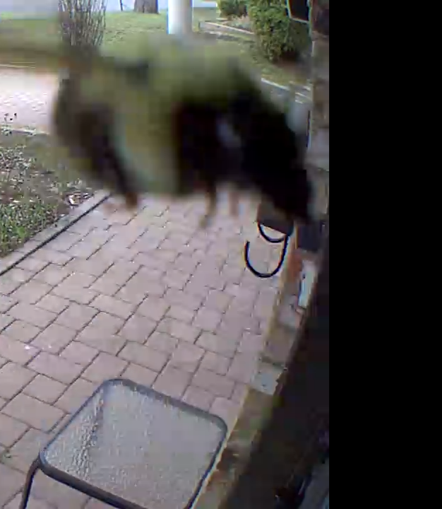 Nasterya's tweet image. Hello there🐝