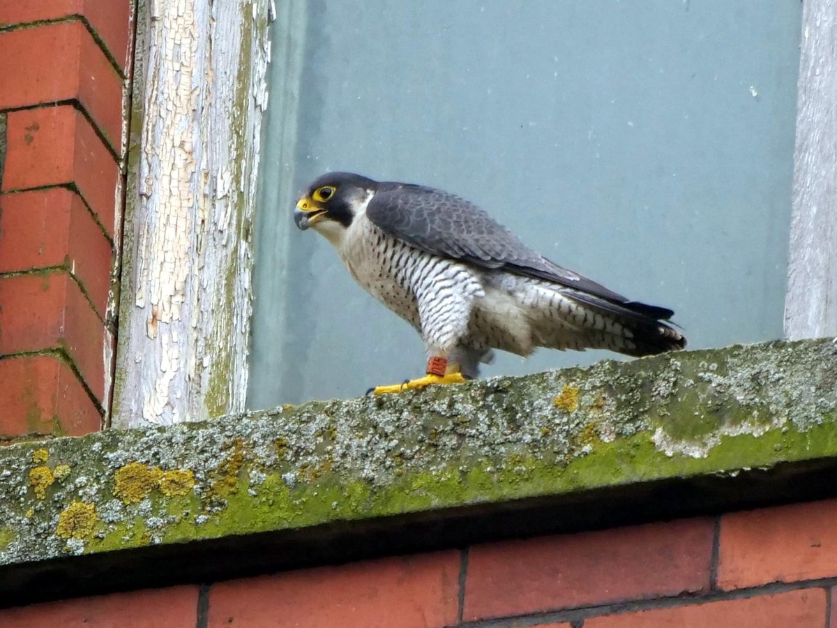 Peregrine

#TwitterNatureCommunity