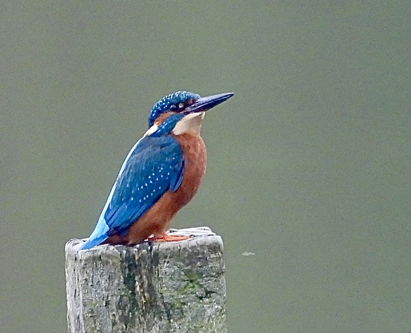 Great Kingfisher views during our local wildlife group's very enjoyable visit to #Gosforth Nature Reserve today! Thank you @CommonByNature and @NENature_ - also @TNLUK for your support