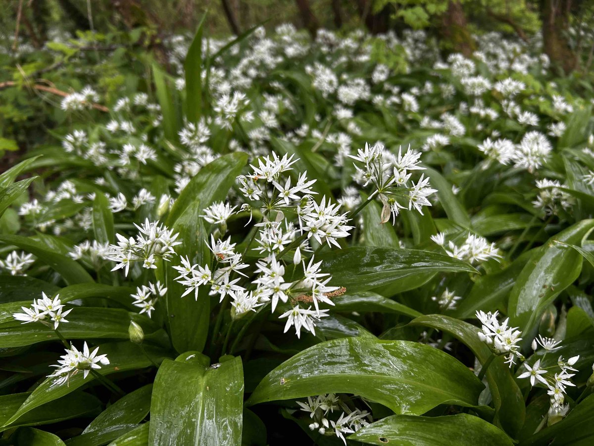 #WildGarlic Woods in #TerrylandForest Park, May 2024.These native wildflowers were planted by volunteers in 2016 from seed harvested from other Galway woods.This park is now a mosaic of native woods, meadows, wetlands & pasture in the heart of the city @GalwayNPC @GaillimhSustain