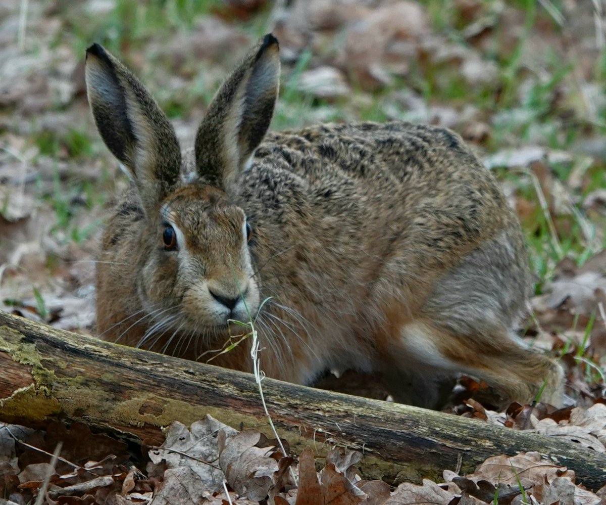 One piece of grass has never looked so inviting. 
Conservation@althorp.com  #brownhare #Spencerestates