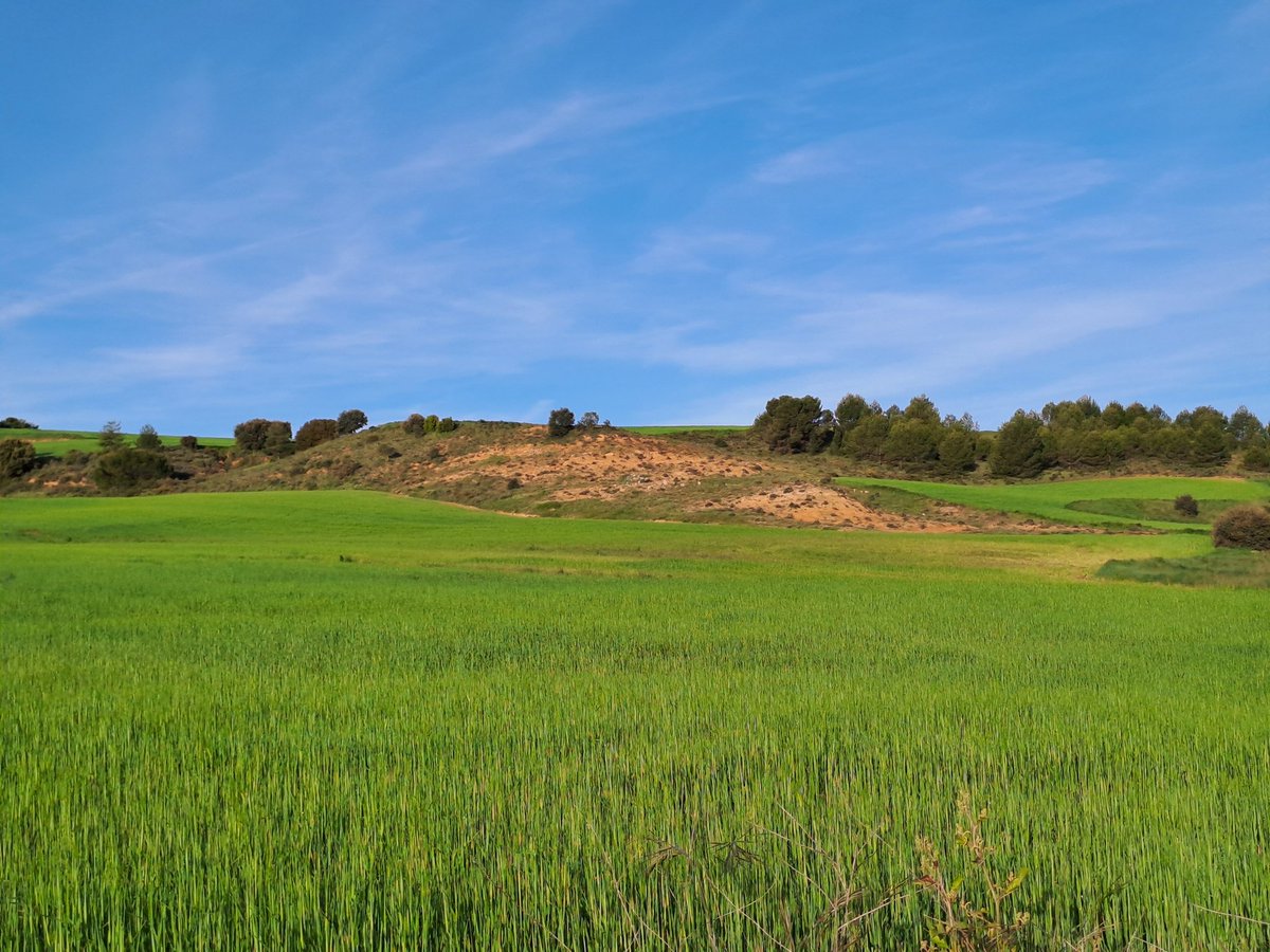 pablovera_g's tweet photo. Mañana intensa #DePajareo en llanos cerealistas y mosaicos de carrascales de Cuenca, con el incansable canto de cogujadas, calandrias, alondras, trigueros, currucas, collalbas, alcaudones, bisbitas, perdices, abubillas, codornices... un paisaje sonoro auténticamente vibrante https://t.co/mhD5WPvf25