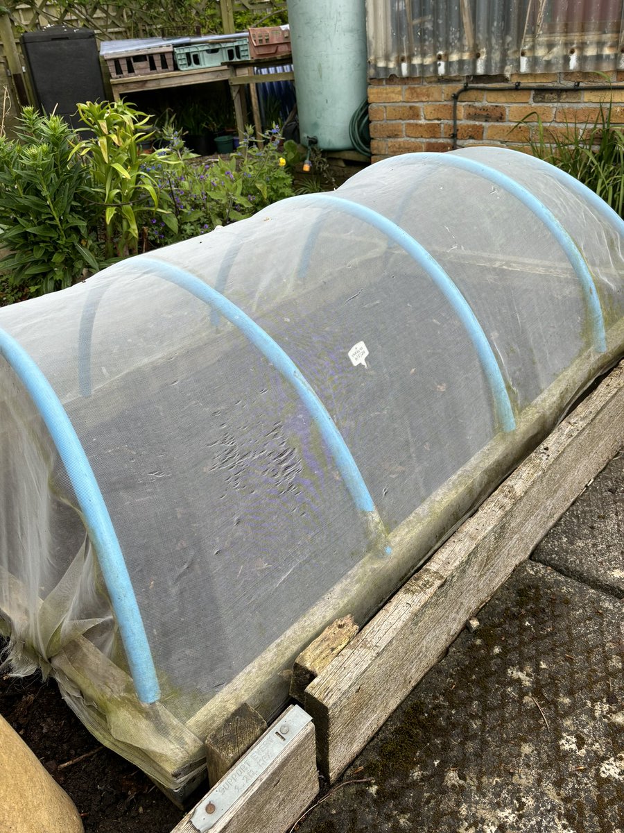 Carrot seeds safely tucked up for the duration. Added 2 sacks of 2 year old leaf mould to the soil to open it up. Had terrible germination last year. Fingers crossed for this time.