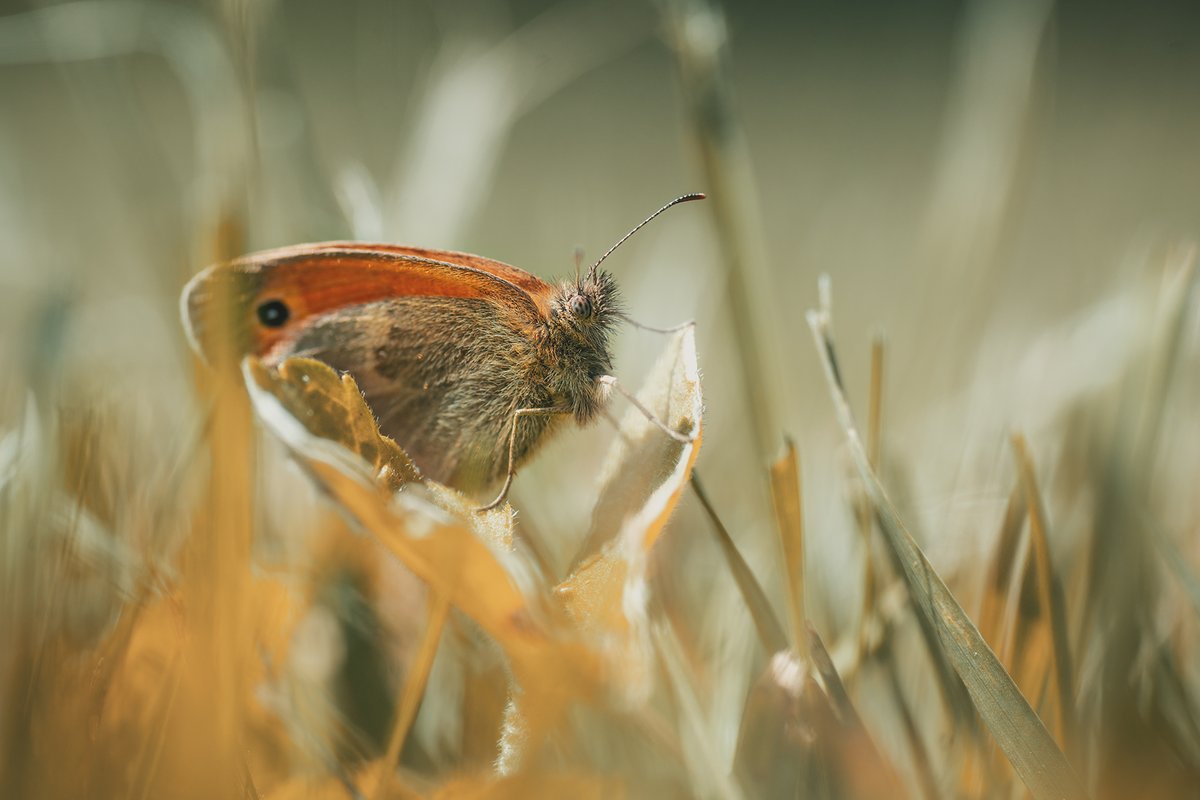 Coenonympha pamphilus #insect #dof_brilliance #smallworldlovers #macro #bokeh #closeup #butterfly #grass