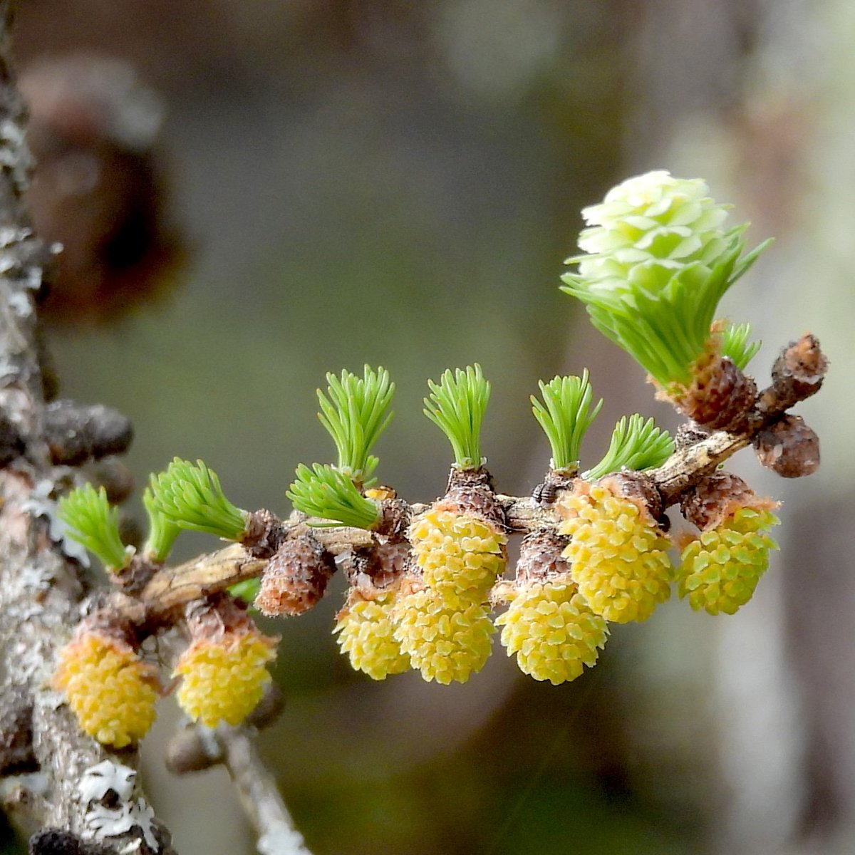 @RitvaSavolaine1 Lehtikuusi kukkii. Tosi kauniita emi-ja hedekukintoja. Ja myös nuo 'nuoret' neulaset! #lehtikuusi #emikukinto (kuvassa vain yksi) #hedekukinnot #spring2024 #springishere #ig_finland #ig_photography