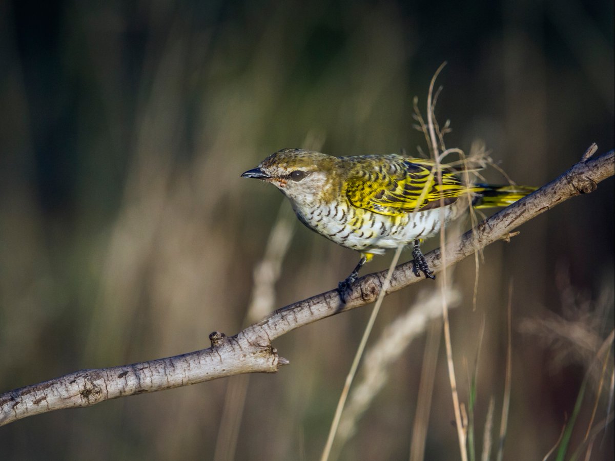 naturalists's tweet photo. Celebrate Bird Day with us!  🦅🐧🐦🦉🦃 

Explore the incredible bird diversity of South Luangwa National Park on our Easy Birding in South Luangwa trip. Encounter over 400 bird species, including southern carmine bee eaters and yellow-billed storks. 

https://t.co/HjSrZx5ehU https://t.co/KbzIqUWrPE