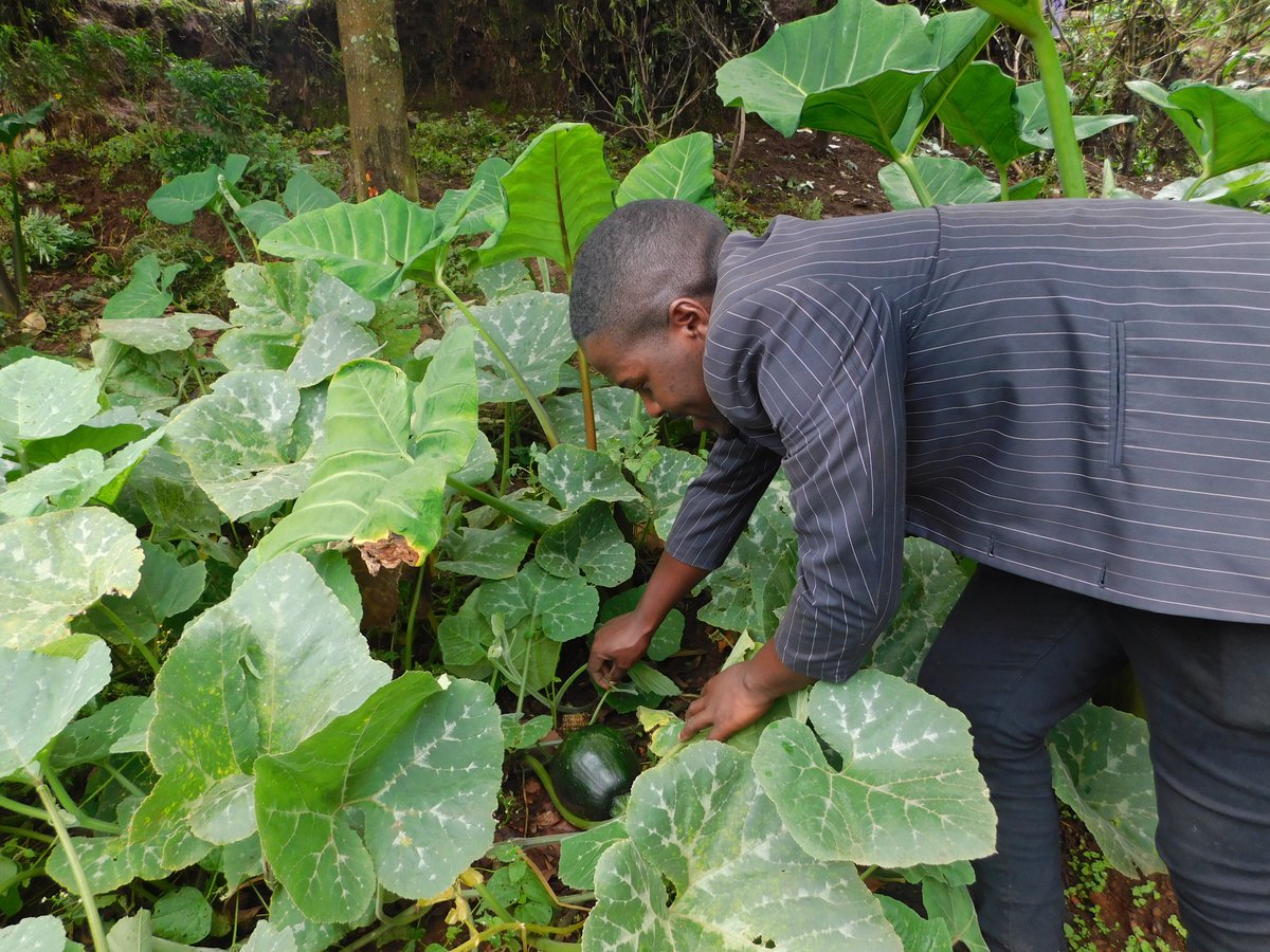 Did you know that pumpkin farming is a highly profitable business???
#NOTE: Pumpkins have a high market demand yet their production costs are low.
*Try pumpkin farming and Thank me later.

#FOLLOW_ME for All Farming News, Advice and Discussions.
Like & Repost.
#LetsFarmTogether