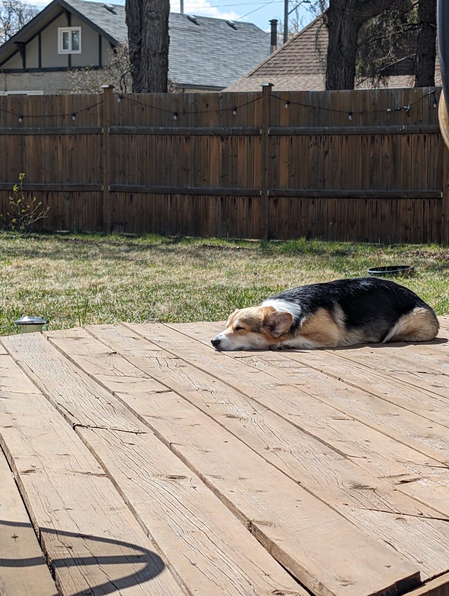 When possible, it's recommended to toast your corgs in the sun for a more natural look and presentation. #yeg #dogsofyeg