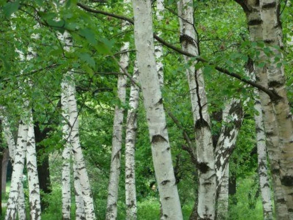 Birch in app #naturalremedies Android play.google.com/store/apps/det… iOS apps.apple.com/us/app/the-nat… #herbalife #nature #essentialoils #healthylifestyle #healthyliving #gethealthy #holistichealth