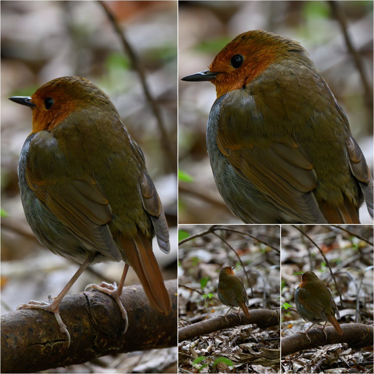 背中もきれい
#野鳥
#コマドリ
#Nikon
#Z9
#z600mmf4tc