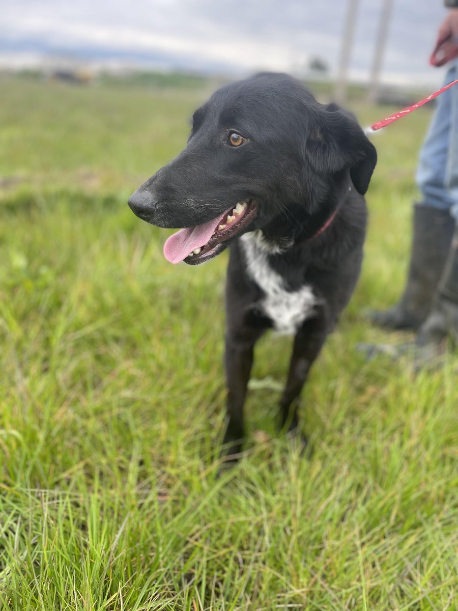 Ebony is in kennels in #Worcestershire  She is about 3 years old and medium/large in size (22-25kgs)
This beautiful lady is a very happy and loving girl. She is just a real sweetheart, and we'd love to help her find her family
#Staffordshire #Shropshire #Oxfordshire #Pershore