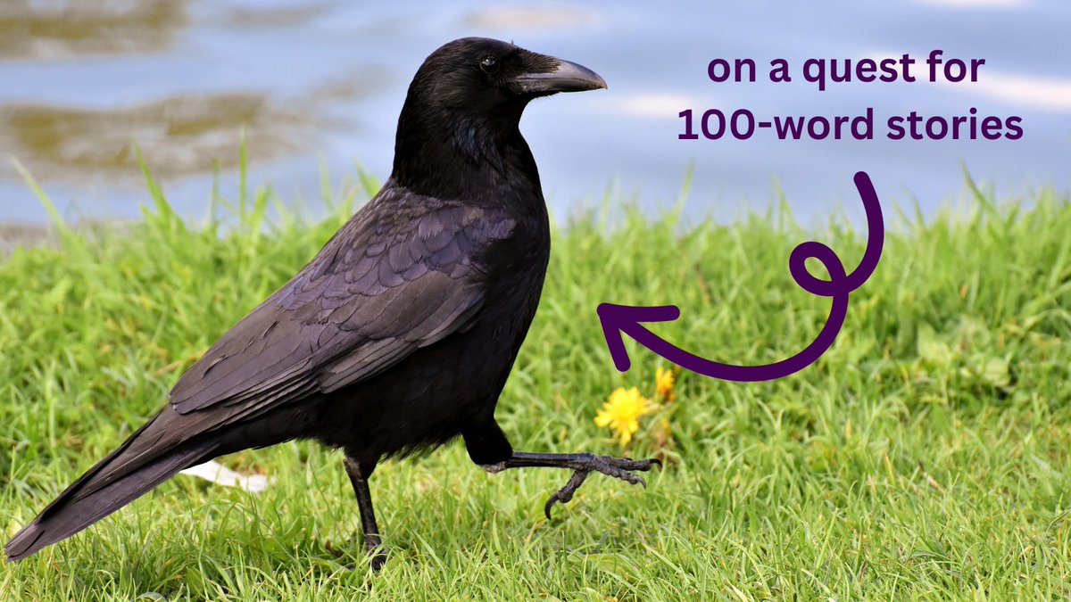 Fun fact: Crows preferred literature format is the 100-word story. #microfiction