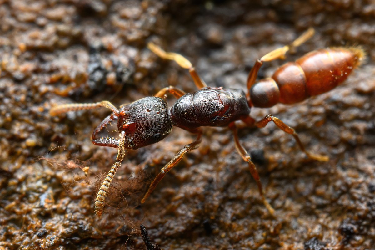 Western Dracula Ant, from far northern CA found by my student T Hays, who then allowed me to capture these in situ images