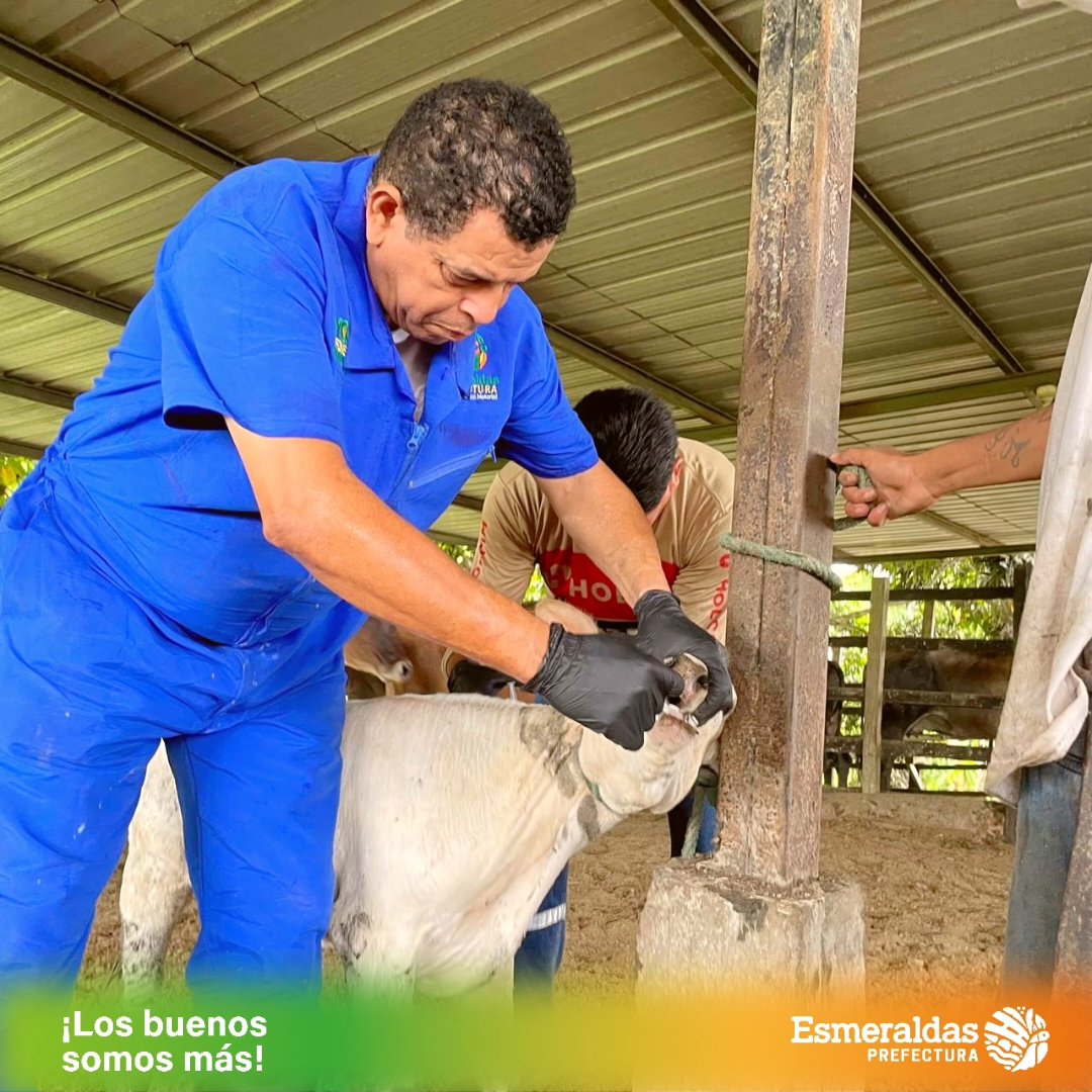 Como lo dispuso la prefecta, @RobertaZam_ofi, ejecutamos campañas de desparasitación, vitaminización y realización de ecografías del ganado bovino, para fortalecer el trabajo de los pequeños y mediados productores en el proceso de mejoramiento genético en cantón #Rioverde.