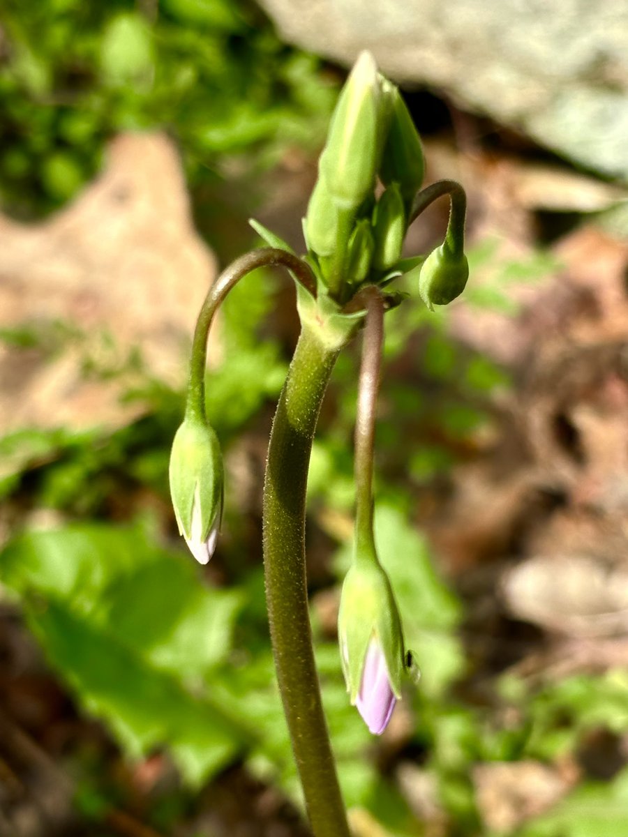 Bursting #wildflowers #garden #flower