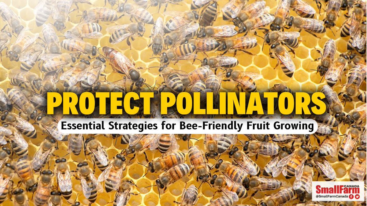 Attention fruit growers!

Discover the keys to successful #pollination while ensuring #bee safety.

Dive into our latest article and cultivate thriving #fruit crops 🔻

smallfarmcanada.ca/news/protectin…

#CdnAg #SustainableFarming