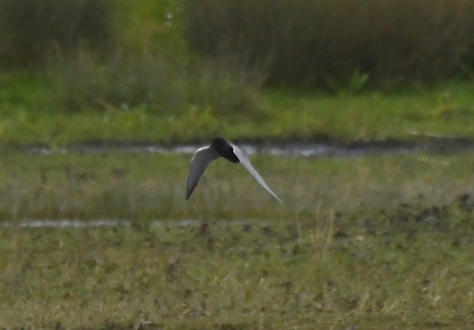 #Northantsbirds Black Terns Summer Leys