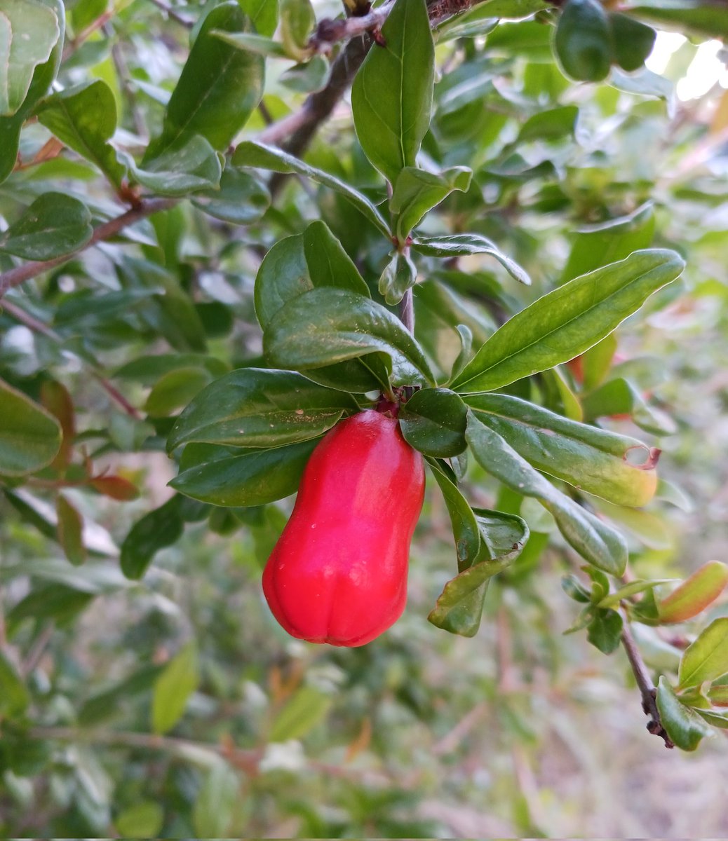 pomegranate bud in Epidavros, Greece #FlowerReport Happy Greek Easter!