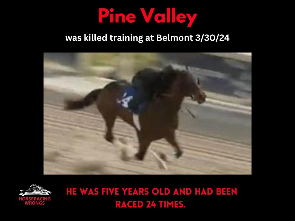 If horseracing is a sport…
In what other sport are:
THE BODIES OF ADOLESCENT ATHLETES POUNDED INTO THE GROUND WITHOUT REMORSE?
#EndHorseracing #KYDerby