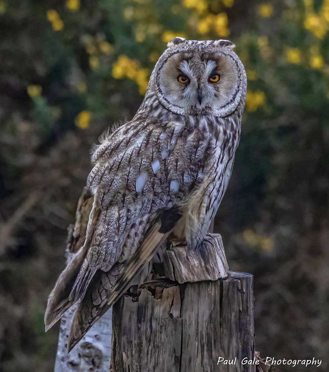 Long Eared Owl from tonight @teesbirds1 @teeswildlife @DurhamBirdClub @NatureUK @Natures_Voice @BBCSpringwatch @WildlifeMag @LongearedOwlne1 @CanonUKandIE #birds #birdphotography #wildlifephotography #NaturePhotography #canonphotography #BBCWildlifePOTD