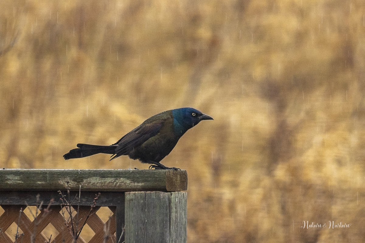 tracygregorash's tweet photo. This one made me laugh. 😅 Who else feels this way after too many rainy days?!? #grackle #rain #perturbed https://t.co/UrlwmIXs9B
