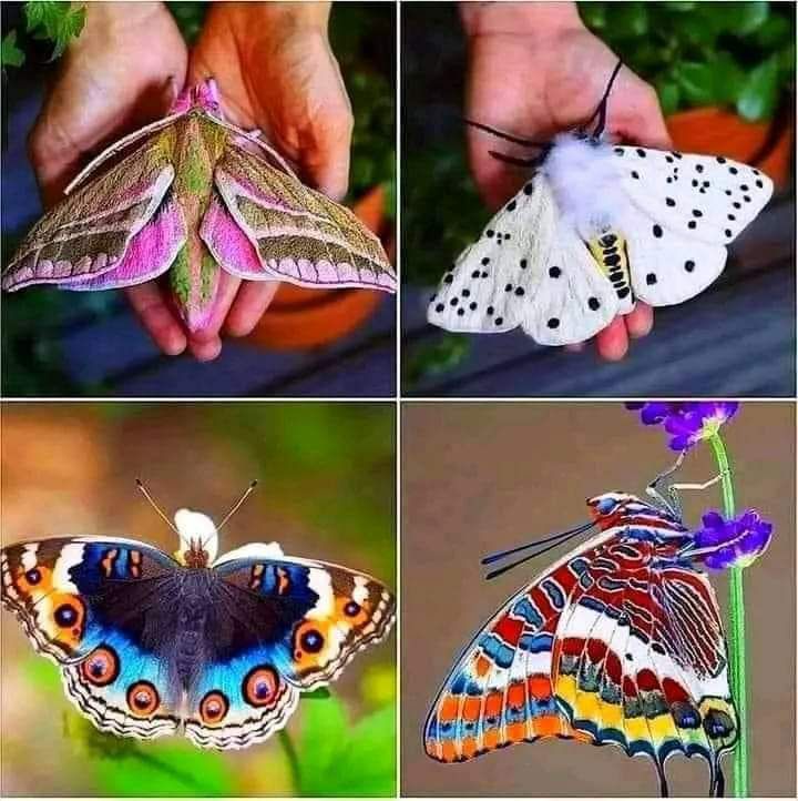 Look at some of the beautiful moths God gave us! 🥰🙏🏻