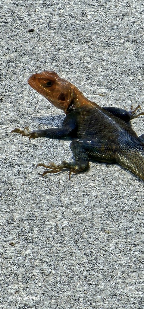 Nature never ceases to amaze me. 
What a beautiful #lizard! It looks like an Agama but what is it doing so far from #Africa, here in #Flagami, @CityofMiami? I love it! The world is becoming one! Just like #God intended to be! #Creation is fascinating! Let's protect our planet!