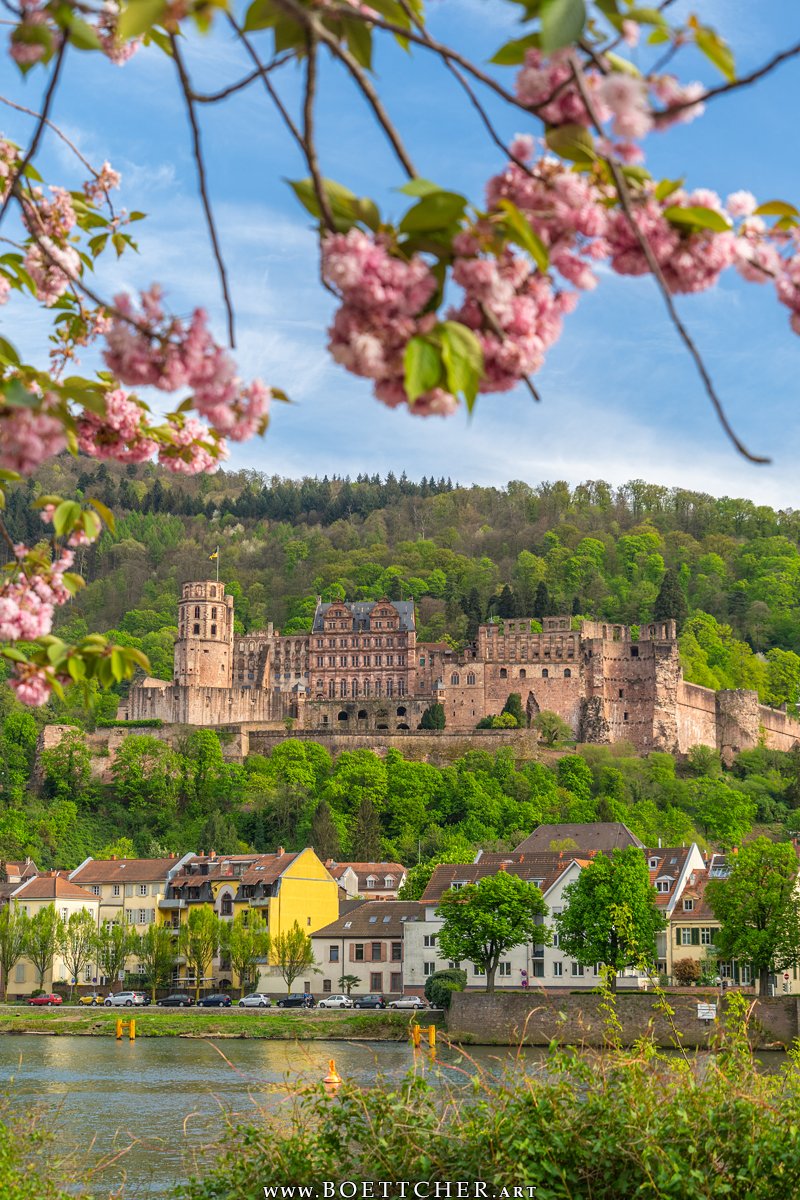 #Heidelberg #Castle in Spring😊

#Germany #Deutschland #BadenWürttemberg #Europe #Europa #Photography #Kurpfalz #city  #Frühling #blossoms #Blüten #photography #visitgermany #springtime #Frühlingszeit #visiteurope #Kirschblüten #cherryblossoms #SchlossHeidelberg #HeidelbergCastle