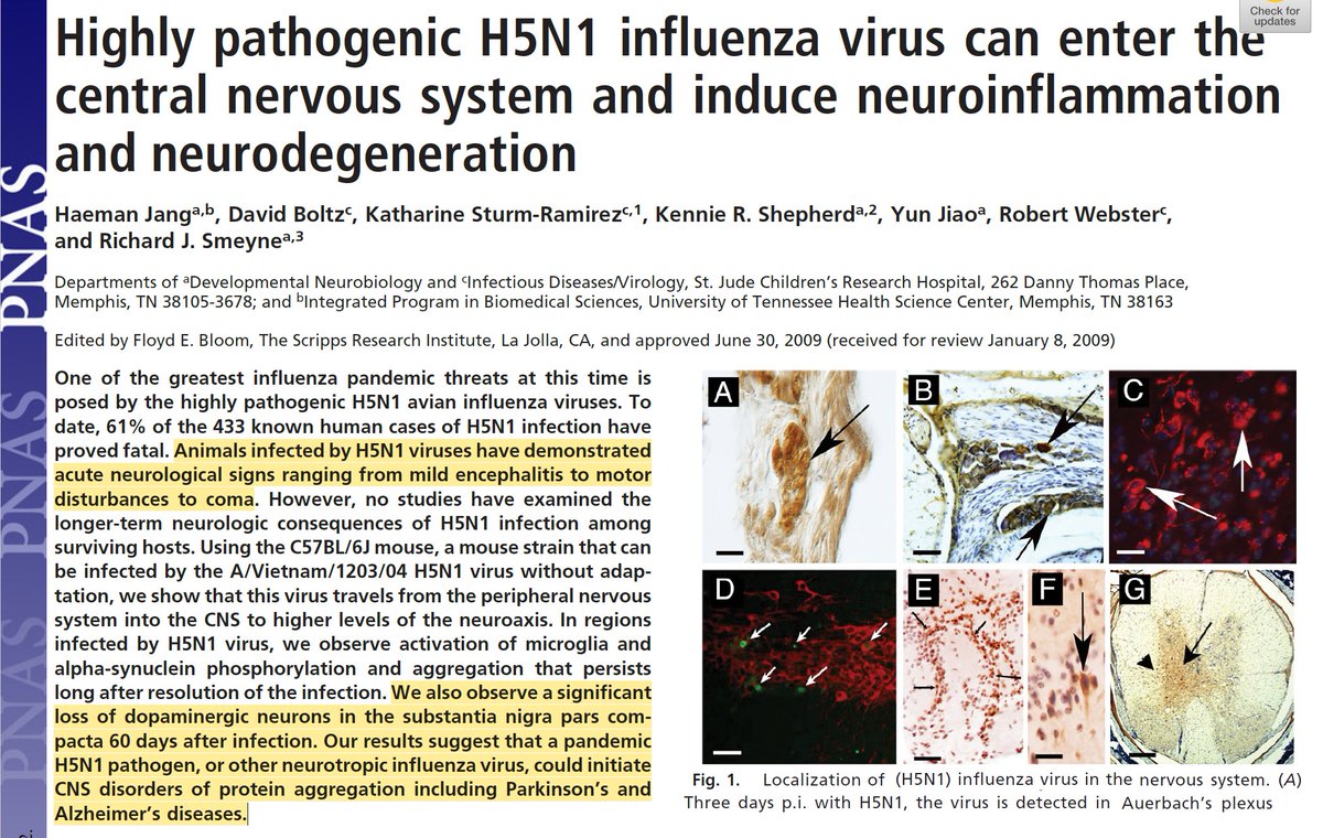 I will keep repeating, even if nobody pays attention. We don't want to test what #H5N1 does to the brain. Influenza viruses are usually not neutropic, but we know this is not true for H5N1. Back in 2009 we already knew they are particularly bad for dopaminergic neurons.