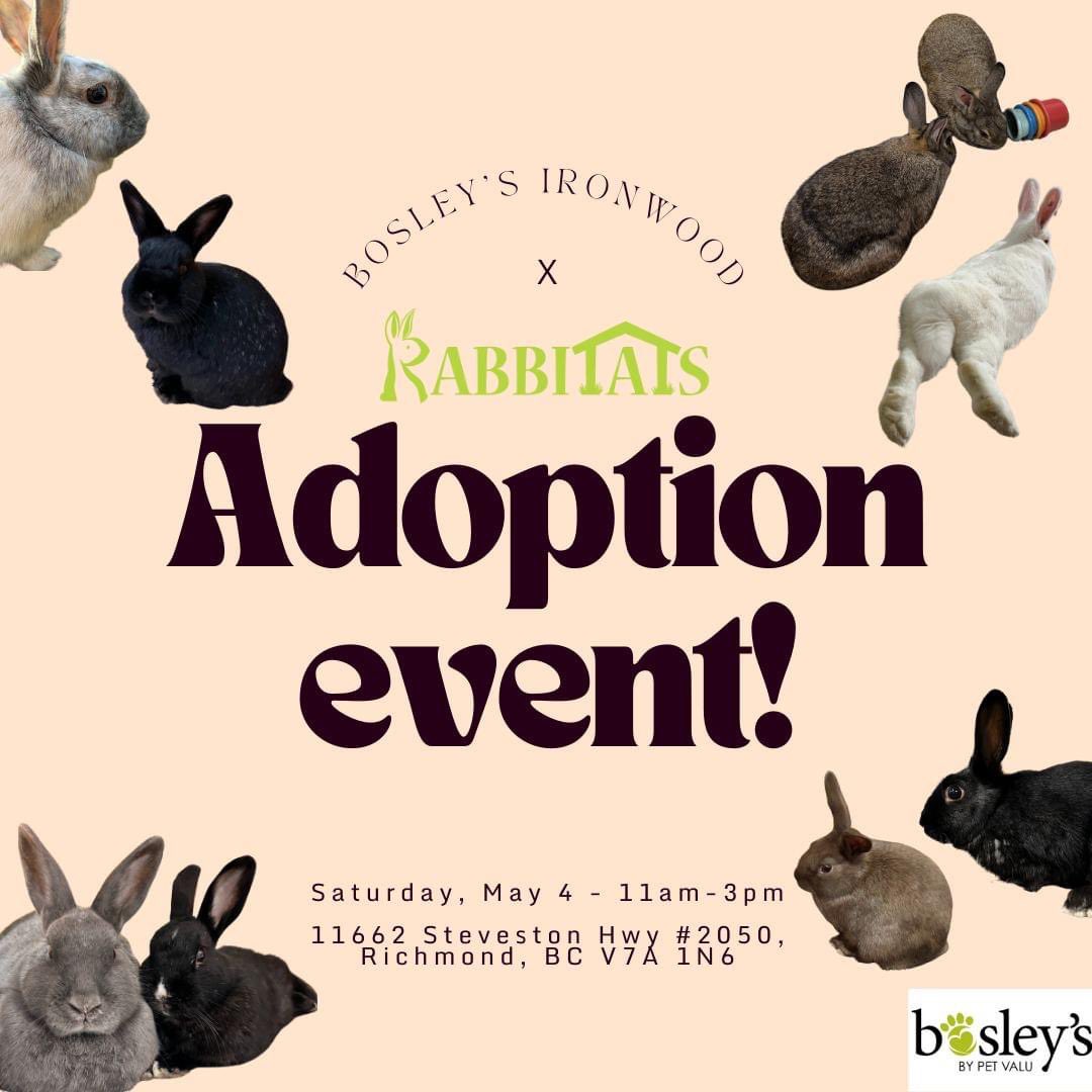 Happening now until 3p! 

Drop by Bosley’s Ironwood at  #2050-11662 Steveston Hwy in Richmond, BC🇨🇦 to learn all about rabbit care & to meet a few of our adoptable 🐰s! 

Hop on by! Thank you, Bosley’s, for hosting us!