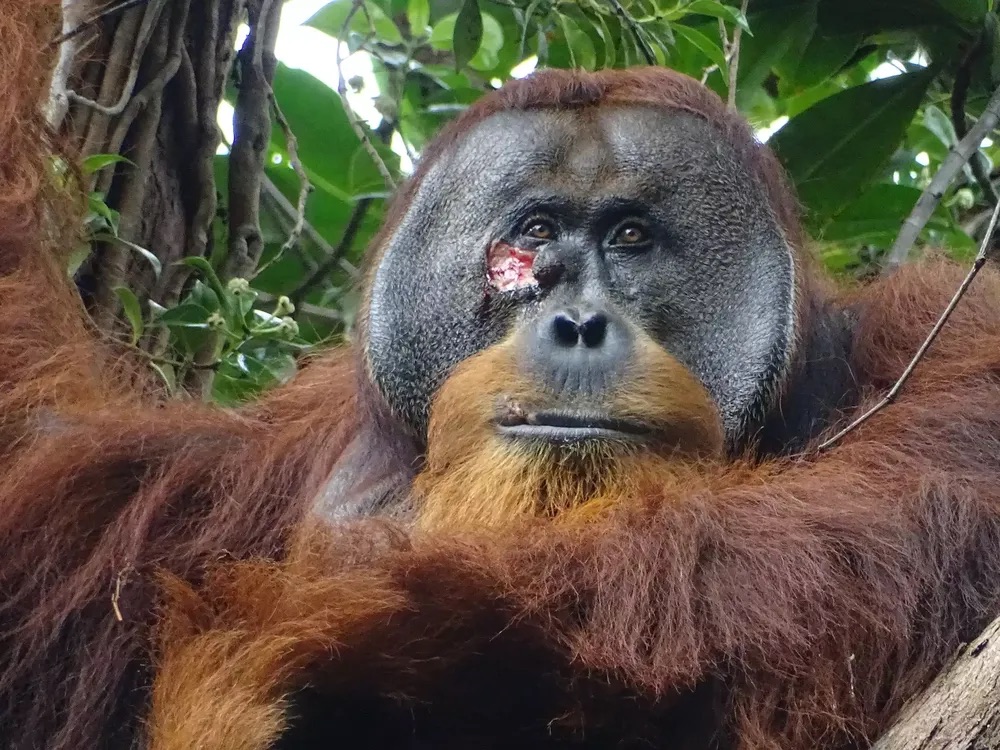 İlk kez bir orangutanın, bilinen bir şifalı bitkiyi kullanarak kendi yarasını iyileştirdiği gözlemlendi!

📌Rakus adlı orangutan, insanlar tarafından şifalı olduğu bilinen bir bitkiyi çiğnedi ve yüzündeki açık yaraya uygulayarak yarayı birkaç gün içinde iyileştirdi.

📌Orangutan,…