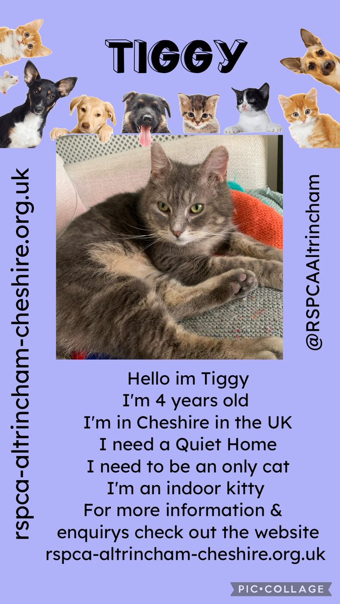 Everyone please meet Tiggy he is in Cheshire UK with @RSPCAAltrincham & He is looking for a #foreverhome 🏠Could he come & live with you maybe? Please RT to help find him a home  All his info is here rspca-altrincham-cheshire.org.uk  #OTLFP #AdoptDontShop