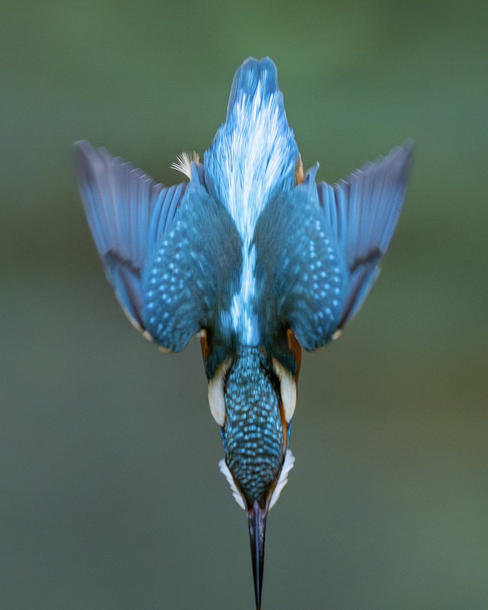 Diving into the weekend like a king  ..
👑🎣 
——————
#wildlifephotography #wildlife #nature
#kingfisher #BirdsOfX #BirdsOfTwitter 
#TwitterNatureCommunity #birds