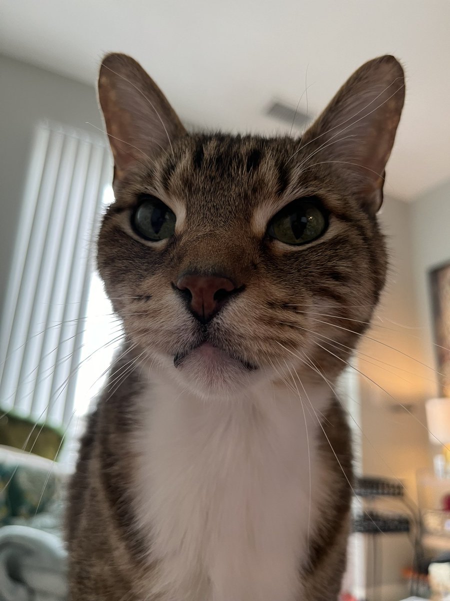 POV: I’m ask mew where’s mine lunch. 
#cats #Caturday #CatsofTwittter #CatsOfX #CatsOnX #catsontwitter #tabbytroop #adoptdontshop #adoptdontbuy