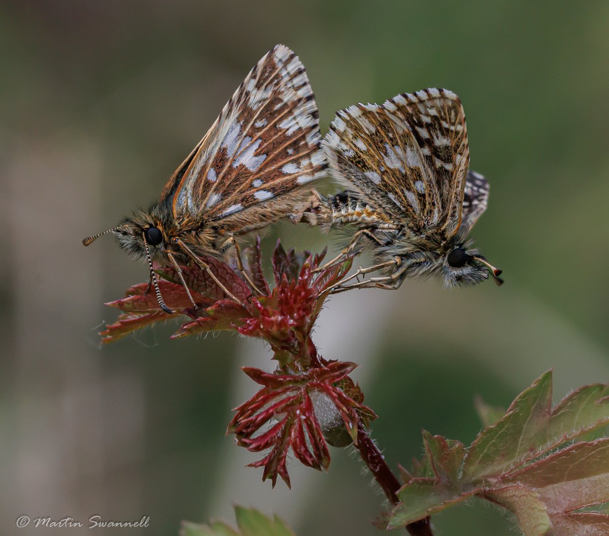 Martin Swannell (@alanthetortoise) on Twitter photo Twywell <a href="/BedsNthantsBC/">Beds and Northants BC</a> Ella and I came across these two Grizzled Skippers having special cuddles this afternoon. We also found a Dingy Skipper and two Green Hairstreaks. <a href="/barbeldave/">David Smith</a> Twywell <a href="/BedsNthantsBC/">Beds and Northants BC</a> Ella and I came across these two Grizzled Skippers having special cuddles this afternoon. We also found a Dingy Skipper and two Green Hairstreaks. <a href="/barbeldave/">David Smith</a>
