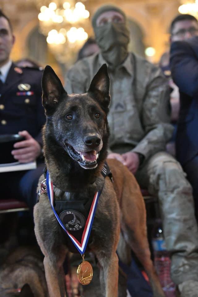 Devoir de mémoire🎗️

Ice, le chien du Groupe Action 11A du CPA 10 est décédé le 4 mai 2022.

Primé en 2019 au Trophée des Chiens Héros dans la catégorie des chiens d'intervention, pour ses actes de bravoure au combat et dans la lutte anti-terroriste.

Ne jamais oublier. 🖤
