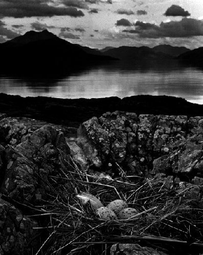The Psychic Lens: Surrealism and the Camera Bill Brandt Gull's Nest, Late on Midsummer Night, Isle of Skye 1947 #Photography