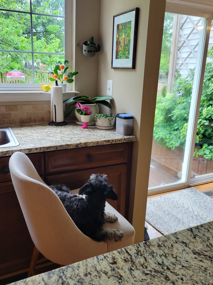 I was sitting here watching my first hummingbird of the season. Went to the bathroom and when I came back Penelope was in my spot watching 🥹 She mirrors everything I do. Dogs are extraordinary.