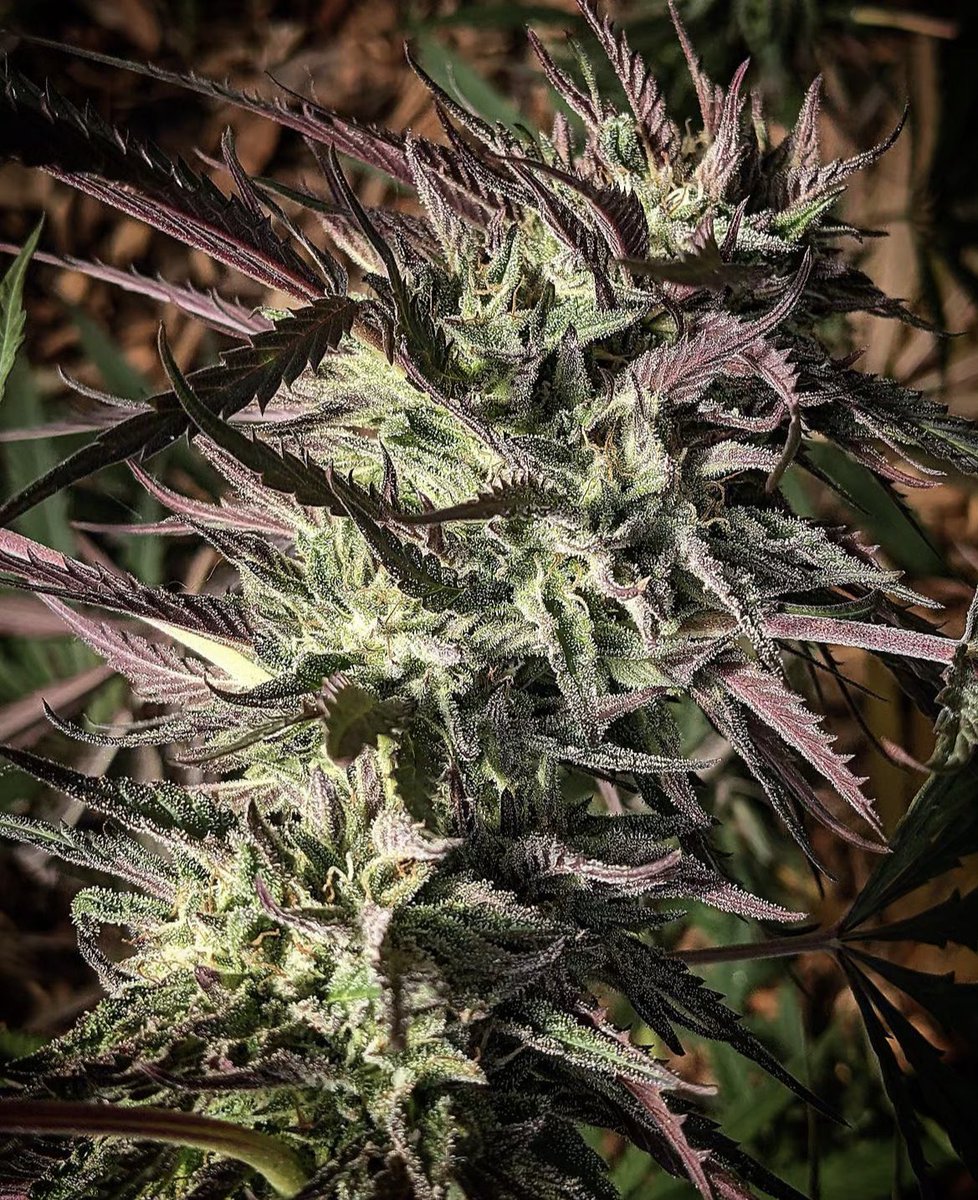 Ice Runtz BC1 🧊 (Icy Runtz x icy Mac f3)