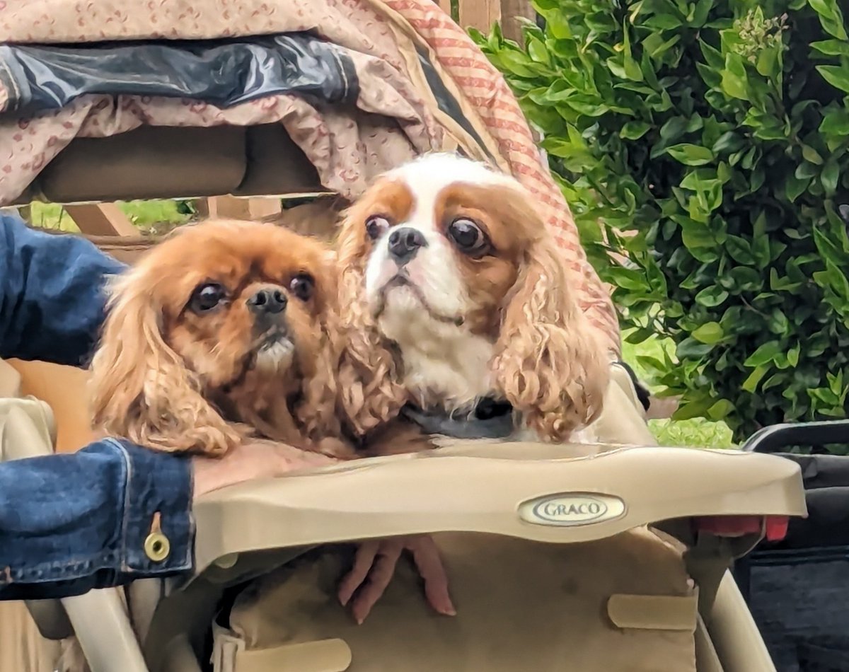 We went to a cavalier meeting but Mom took a picture of these guys instead of us for some reason 😜 the Blenheim girl growled at Frankie 😄