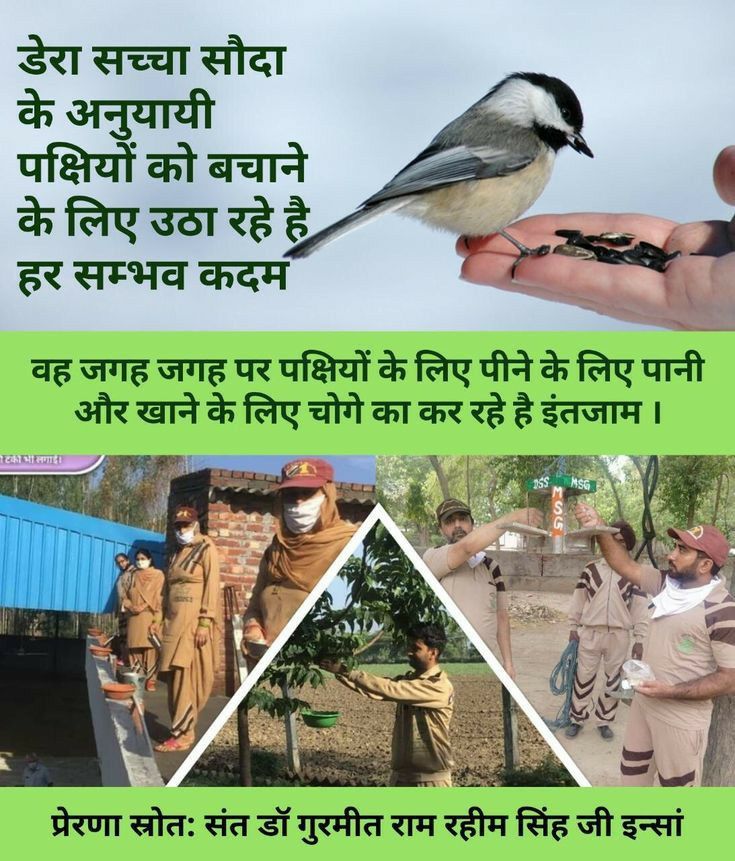 Everyone likes the chirping of birds but no one provides food and water for their survival. As humans, it is our responsibility to save birds. Saint Under the guidance of Ram Rahim ji, lakhs of people keep grains and water on the roofs and pillars of their homes. #BirdsNurturing