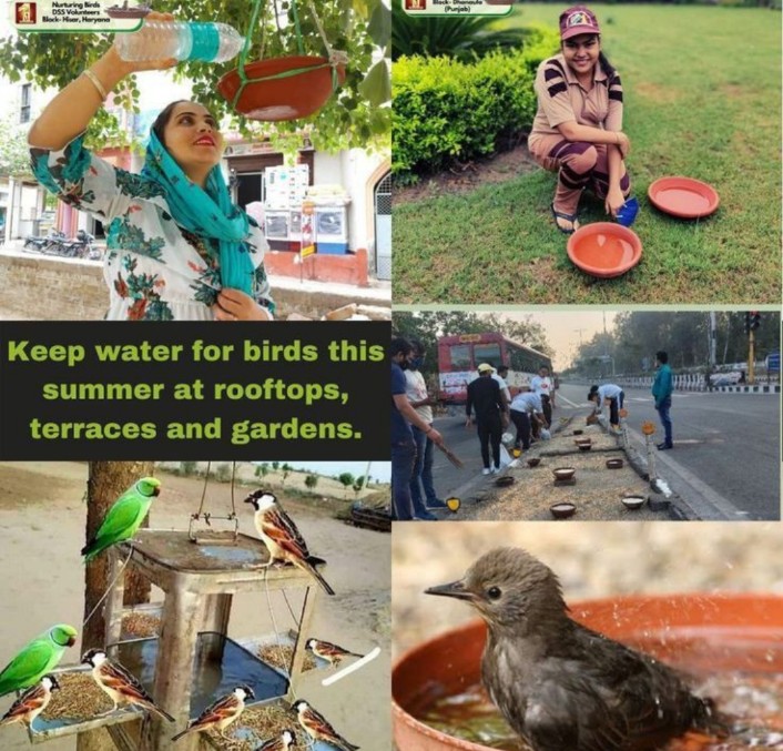 Birds are a very beautiful part of our environment. To Save Birds, water and donations must be kept for them during the summer. With the inspiration of Saint Ram Rahim Ji, the followers of DSS keep water for them on the rooftop of their houses and in the parks. #BirdsNurturing