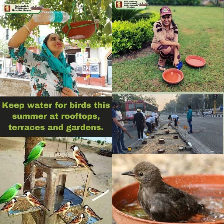 Many species of birds have become extinct due to harsh climatic conditions.

This Summer Save Birds from Scorching heat by joining the
#BirdsNurturing initiative started with the guidance of Saint Ram Rahim.

Dera Sacha Sauda followers provide food,water and shelter to birds.