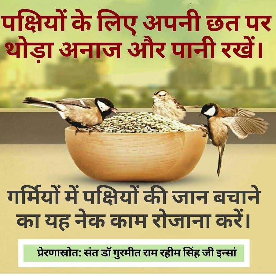 To save the small and voiceless birds from hunger and thirst in this scorching heat,Saint Ram Rahim started the #BirdsNurturing campaign under which the devotees of Dera Sacha Sauda arrange food and water for the birds on their roofs,near trees on the side of park roads,every day