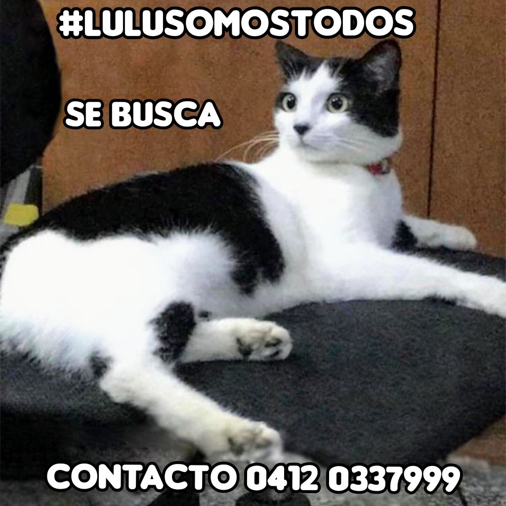 #4May #TWITTAZO #X LOS MAS BUSCADOS. #LuluSomosTodos, su #Familia la busca y la quieren de regreso. Safari #Carabobo, comparte, difunde. Gracias! Queremos que #DevuelvanALulu. Recompensa. Discreción.