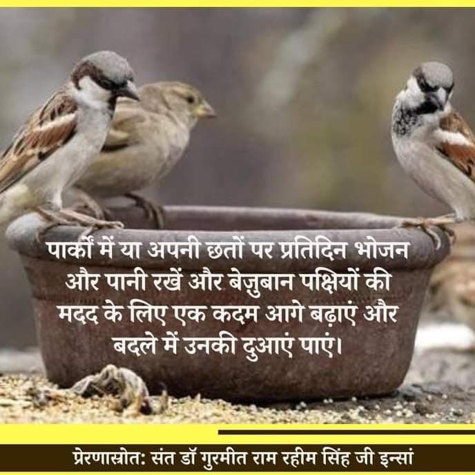 Nature has given us beautiful creatures in the form of birds as they are so beautiful with lots of diversity. It's our duty to protect them. Saint   Ram Rahim  Ji  motivates everyone to keep water and feed of birds at their roofs.
#BirdsNurturing 
Save Birds