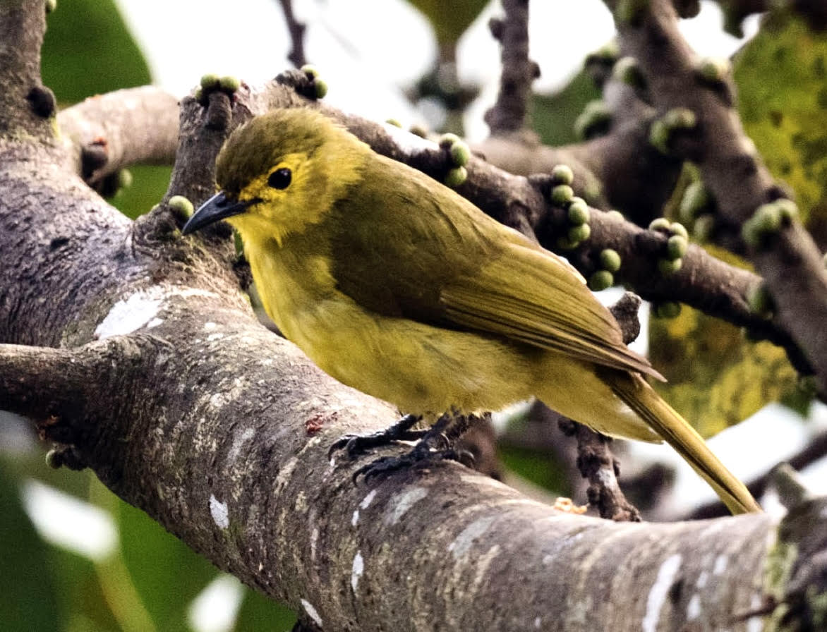 'Embracing the simplicity of nature: a peaceful retreat for the soul.'

Yellow-browed bulbul
#TwitterNatureCommunity #IndiAves #NaturePhotography #BBCWildlifePOTD #NatureBeauty #BirdsOfTwitter #Birds2024