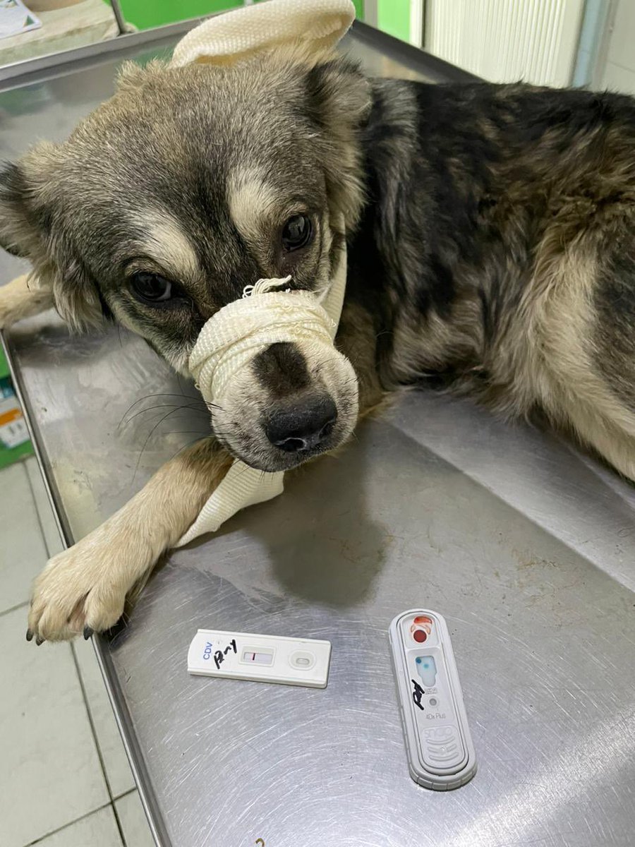 Trae mucho dolor Penny y anda un poco agresiva..negativo a moquillo.. positivo a anaplasma.. ojalá le puedan dar una 🐾 cualquier cantidad ayuda mucho 🙏🙏