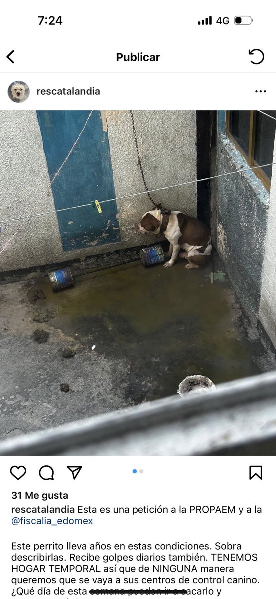 Les ruego que me ayuden a compartir este perrito ya tiene un hogar temporal pero no lo quieren entregar <a href="/FiscaliaEdomex/">Fiscalía Edoméx</a> rogamos su ayuda <a href="/delfinagomeza/">Delfina Gómez A.</a> sabemos de su corazón  animalista, ayuda por favor. <a href="/rescatalandia/">Rescatalandia</a> su labor es impresionante.  El perrito lleva años amarrado y