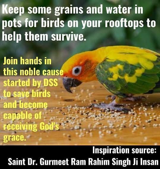 In this scorching heat keep water and grain on their rooftops for birds and save these little creature. #BirdsNurturing 
Following the true inspiration of Saint Ram Rahim ji,Dera Sacha Sauda volunteers provide food and water for
Save Birds.
